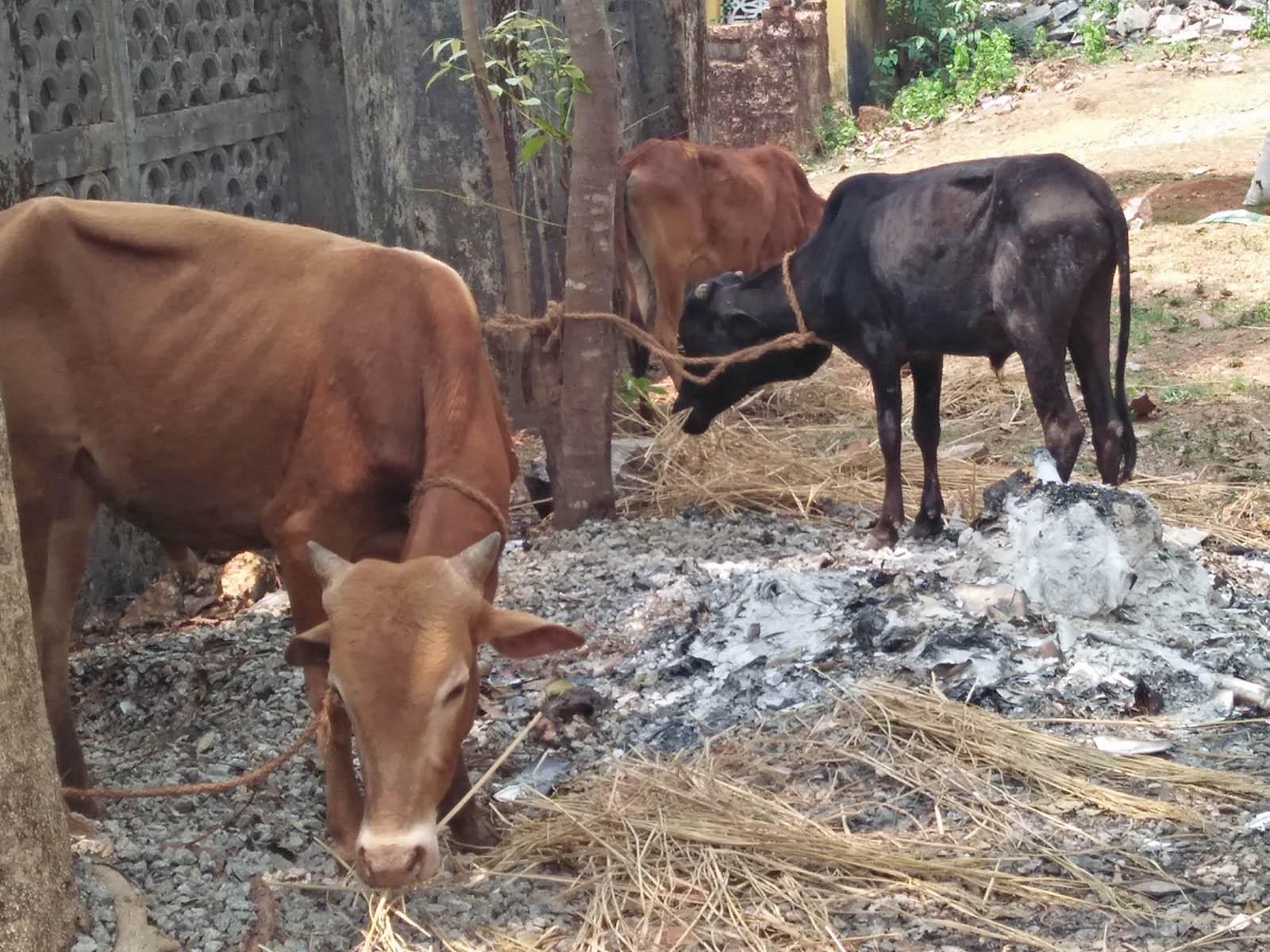 ಹೆಬ್ರಿ: ಅಕ್ರಮ ಜಾನುವಾರು ಸಾಗಾಟಗಾರರ ಬಂಧನ